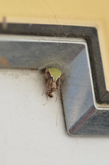 Araneus detrimentosus