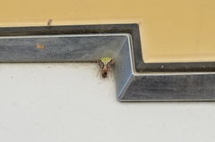 Araneus detrimentosus