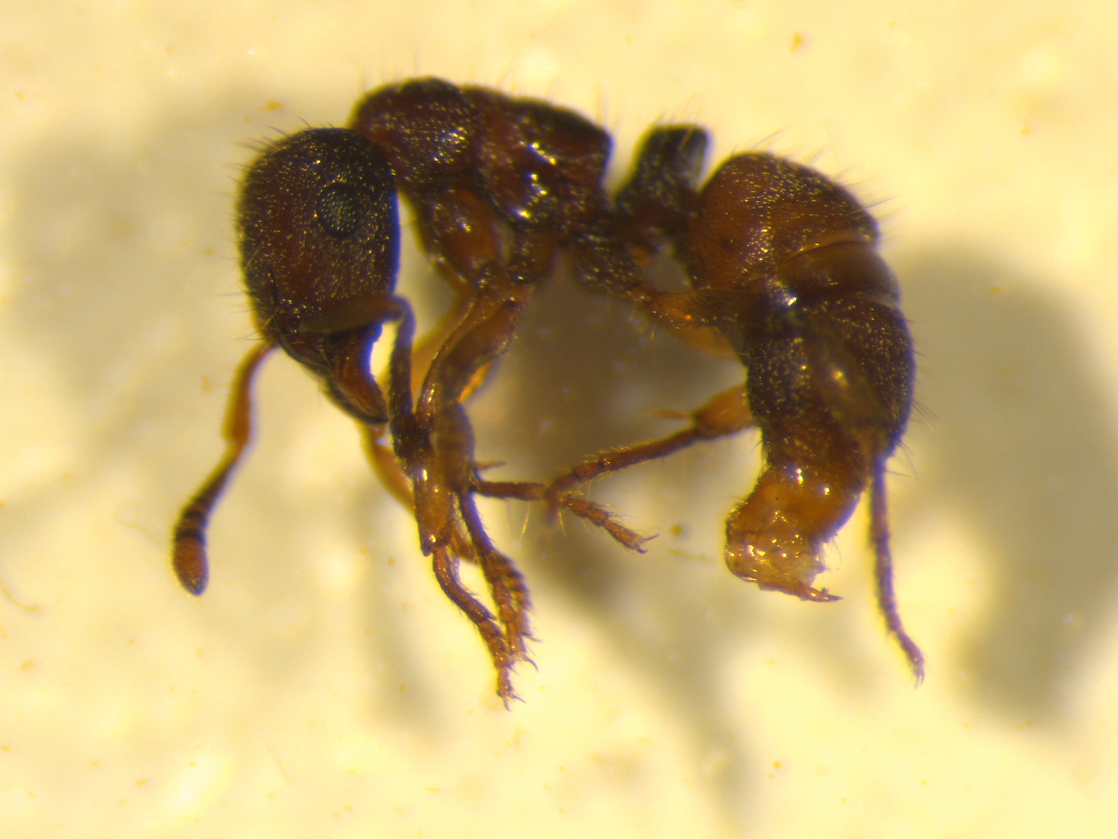 Heteroponera brounii