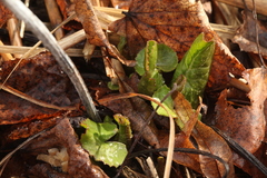 Ligularia calthifolia
