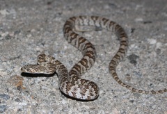 Trimorphodon lyrophanes