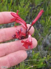 Tritoniopsis pulchra