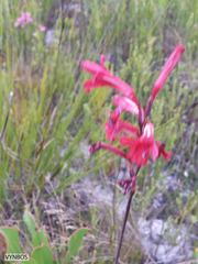 Tritoniopsis pulchra