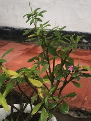Talinum paniculatum
