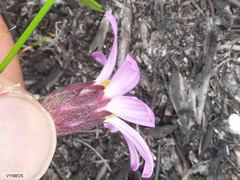Mairia coriacea