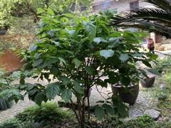 Calycanthus chinensis