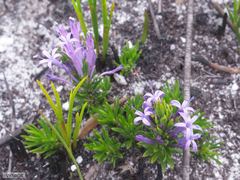 Merciera azurea