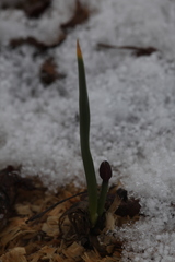 Allium atrosanguineum