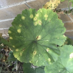 Puccinia pelargonii-zonalis