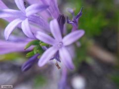 Merciera azurea
