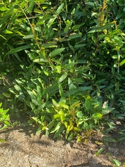 Hardenbergia violacea