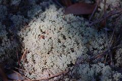 Pulchrocladia ferdinandii