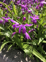 Bletilla