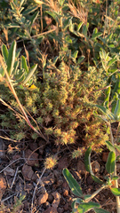 Cardionema ramosissimum