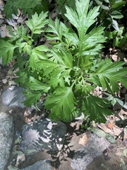 Artemisia princeps