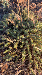 Cardionema ramosissimum