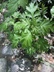 Artemisia princeps