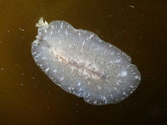 Pseudoceros canadensis