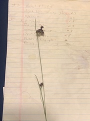 Rhynchospora globularis