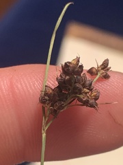 Rhynchospora globularis