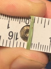 Rhynchospora globularis