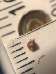 Rhynchospora globularis