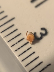 Rhynchospora globularis