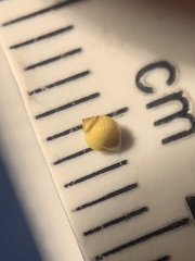 Rhynchospora globularis