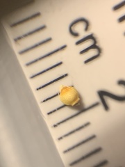 Rhynchospora globularis