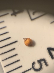 Rhynchospora globularis