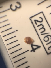 Rhynchospora globularis