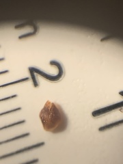 Rhynchospora globularis