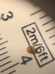 Rhynchospora globularis