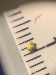 Rhynchospora globularis