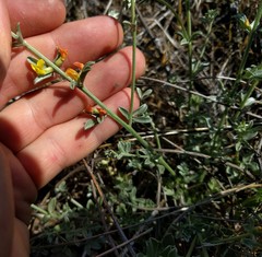 Acmispon procumbens