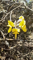 Piptanthus nepalensis