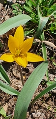 Tulipa sylvestris australis