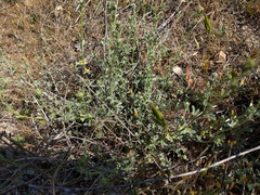 Acmispon procumbens