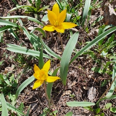Tulipa sylvestris australis