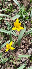 Tulipa sylvestris australis