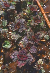 Urtica platyphylla
