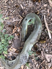 Coluber constrictor oaxaca