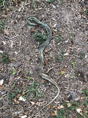 Coluber constrictor oaxaca