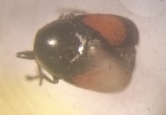 Lexiphanes biplagiatus