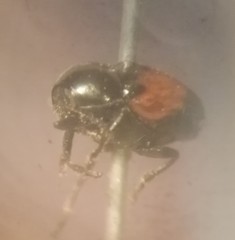 Lexiphanes biplagiatus