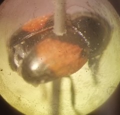 Lexiphanes biplagiatus