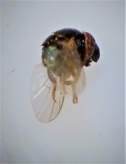 Cryptochetum iceryae