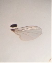 Cryptochetum iceryae