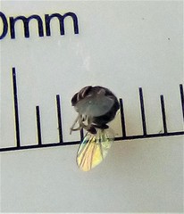 Cryptochetum iceryae