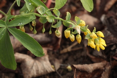 Gymnospermium altaicum